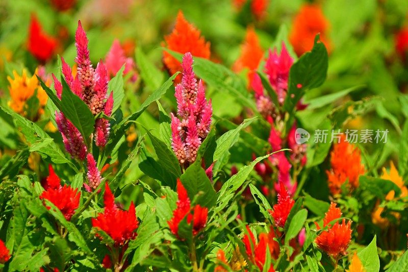 Celosia argentea / Celosia argentea '和服系列'